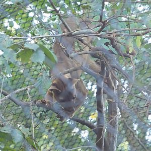 Fossa (Cryptoprocta ferox), 2022-10-09