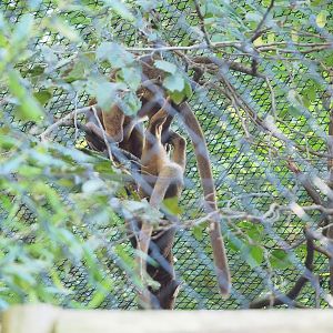 Fossas (Cryptoprocta ferox), 2022-10-09