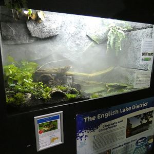 Common toad enclosure