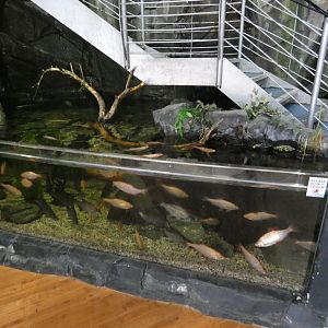 Entrance tank