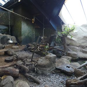 Asian short-clawed otter enclosure