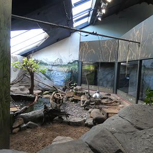 Asian short-clawed otter enclosure