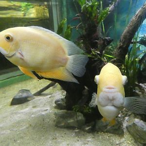 Gold severum
