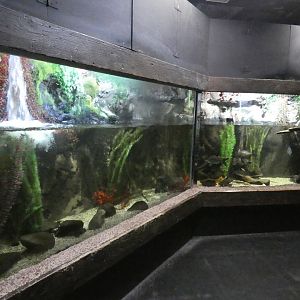 Red-bellied piranha, common plec and silver shark tank