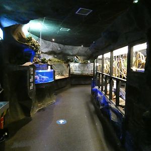 'The Rainforest' area