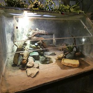 Bearded dragon enclosure