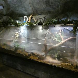 Savu Island python enclosure