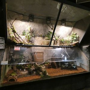 Smooth-sided toad and Asian forest scorpion enclosure