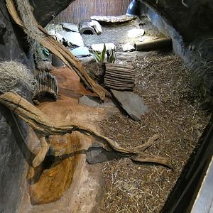 Bell's hingeback tortoise enclosure