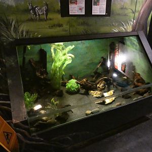 Elephant-nose fish tank