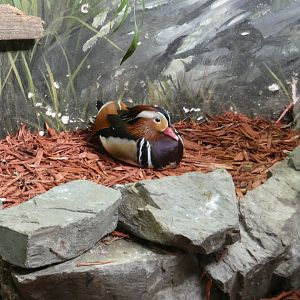 Mandarin duck