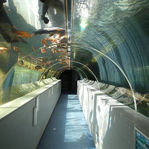 Underwater viewing for 'Lake Windermere tank'