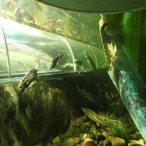View in 'Lake Windermere tank'