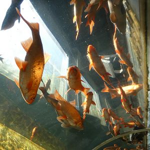 View in Lake Windermere tank
