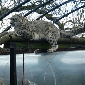 Snow leopard on top of viewing tunnel