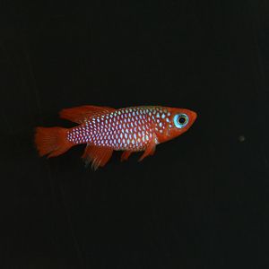 Cardinal killifish (Nothobranchius cardinalis)