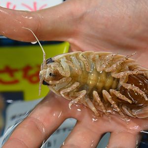 Giant isopod (Bathynomus giganteus) - juvenile