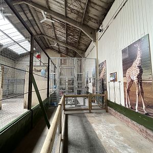 New fencing inside giraffe house