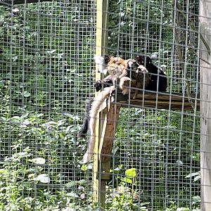 Black lemur mum, dad, brother and sister