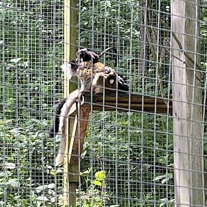 Black lemurs with young
