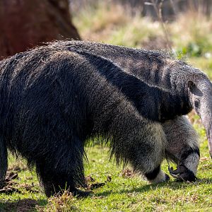 Giant Anteater (Hula) / Hamerton / 3-5-23