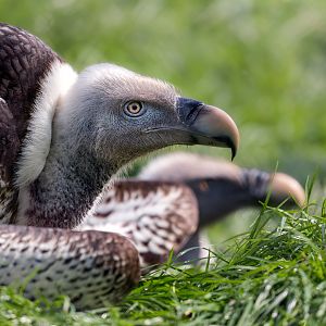 Ruppell's Griffon Vultures / Hamerton / 3-5-23