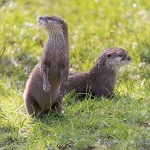 Asian Short Clawed Otter (m & F)/ Hamerton / 3-5-23