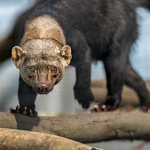 Tayra / Hamerton / 3-5-23