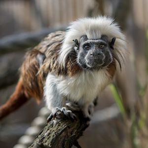 Cotton-top Tamarin / Hamerton / 3-5-23