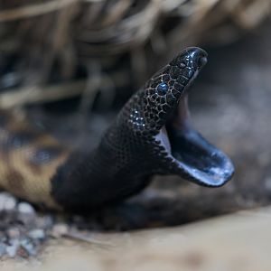 Black-headed python / Hamerton / 3-5-23