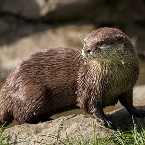 Asian Short-clawed Otter (Clyde) / Hamerton / 3-5-23