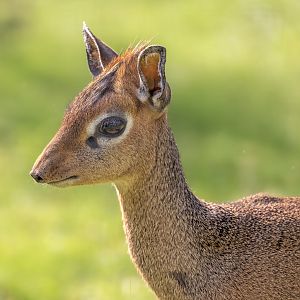 Kirk's Dik-dik (f) / Hamerton / 3-5-23