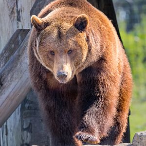 European Brown Bear (Maxi) / Wolds Wildlife Park / 18-4-23