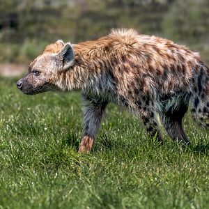 Spotted Hyaena (Wicked - male) / Wolds Wildlife Park / 18-4-23
