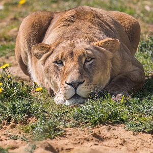 African Lion (Sarah) / Wolds Wildlife Park / 18-4-23