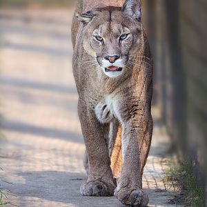 Puma / Wolds Wildlife Park / 18-4-23