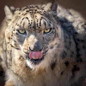 Snow Leopard (Aruna) / Wolds Wildlife Park / 18-4-23