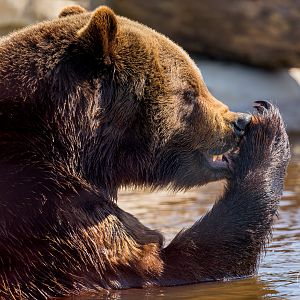 European Brown Bear (Maxi) / Wolds Wildlife Park / 18-4-23