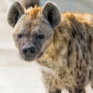 Spotten Hyaena (Snicked - female) / Wolds Wildlife Park / 18-4-23