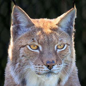 Eurasian Lynx / Wolds Wildlife Park / 18-4-23