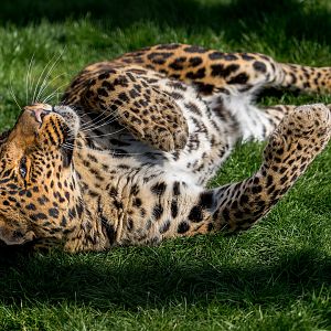 Indian Leopard (Mogli)/ Wolds Wildlife Park / 18-4-23