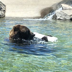 Grizzly bear, Ursus arctos horribilis