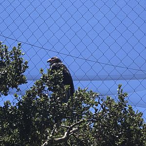 California condor, Gymnogyps californianus
