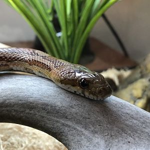 Echo, Corn snake, Pantherophis guttatus