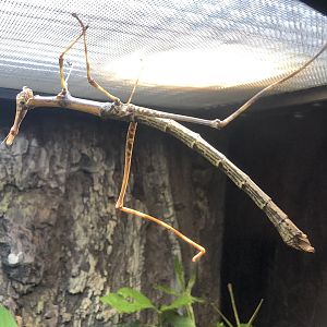 Horsehead grasshopper, Pseudoproscopia latirostris