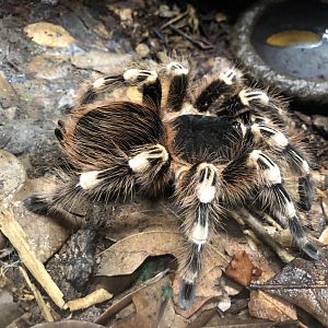 Brazilian whiteknee tarantula, Acanthoscurria geniculata