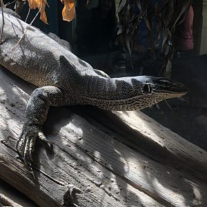 Argus monitor, Varanus panoptes