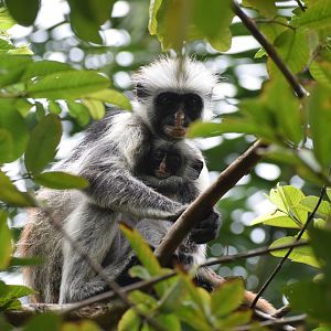 Zanzibar Red Colobus