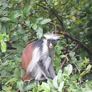 Zanzibar Red Colobus