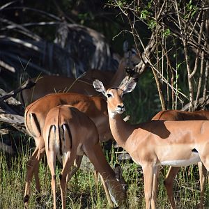Common Impala